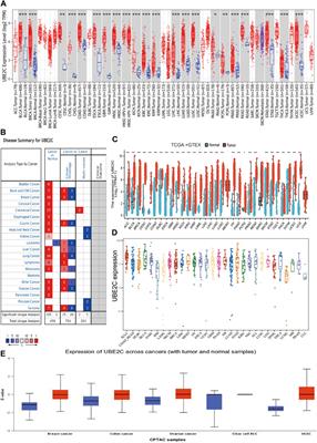 Comprehensive Pan-Cancer Analysis of the Prognostic and Immunological Roles of the METTL3/lncRNA-SNHG1/miRNA-140-3p/UBE2C Axis